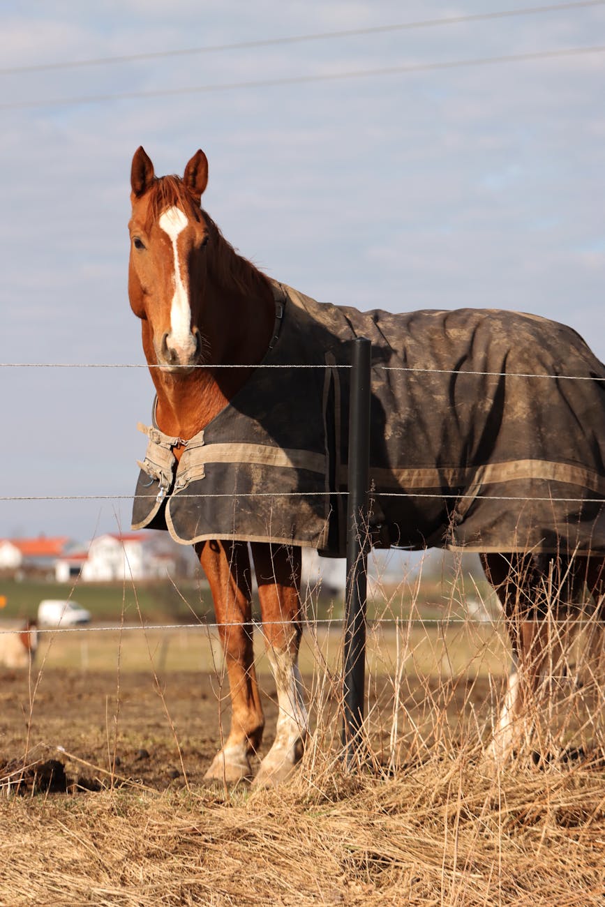 Smaakafwijkingen: paardendeken