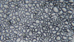 Basiskennis Mout: zetmelen onder de microscoop